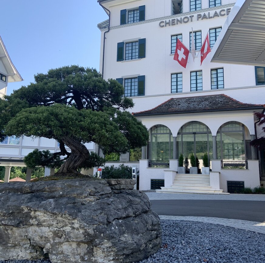 Eingangsbereich Wellnesshotel mit Bonsaibaum