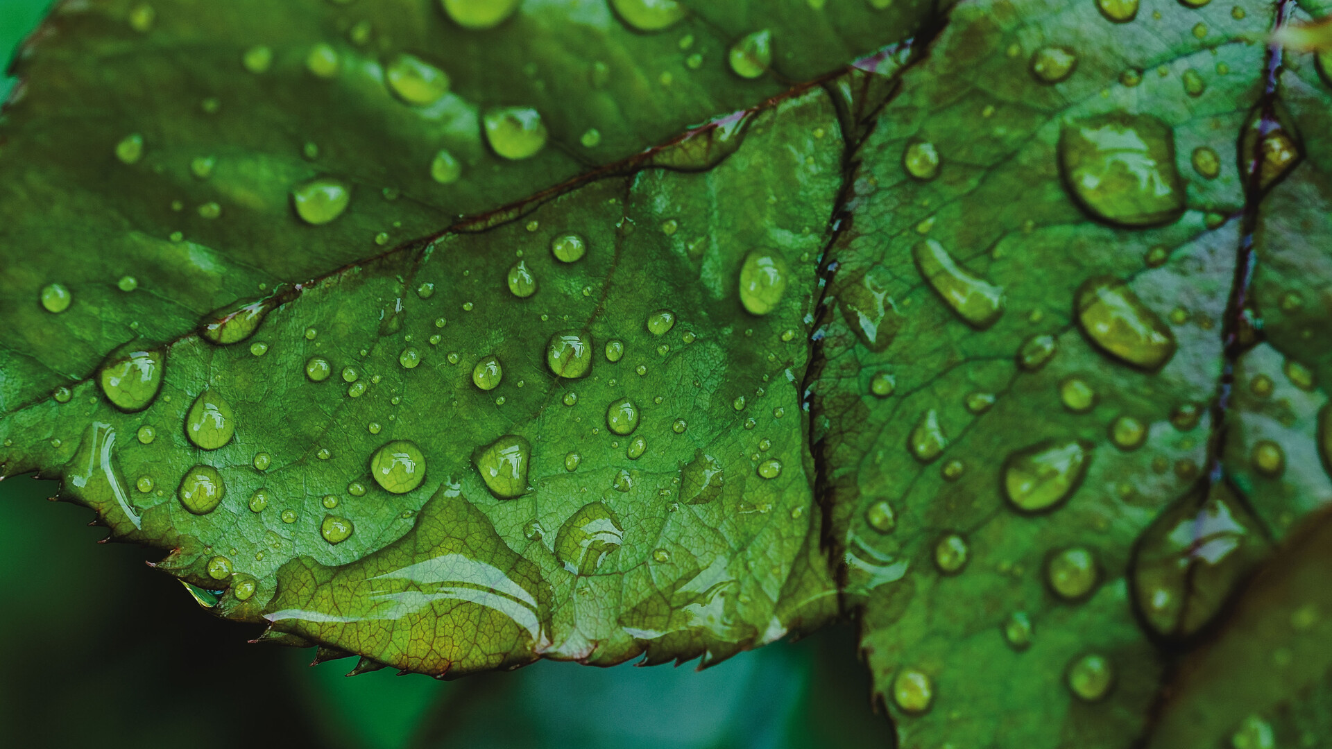 Nahaufnahme eines Blattes mit Regentropen