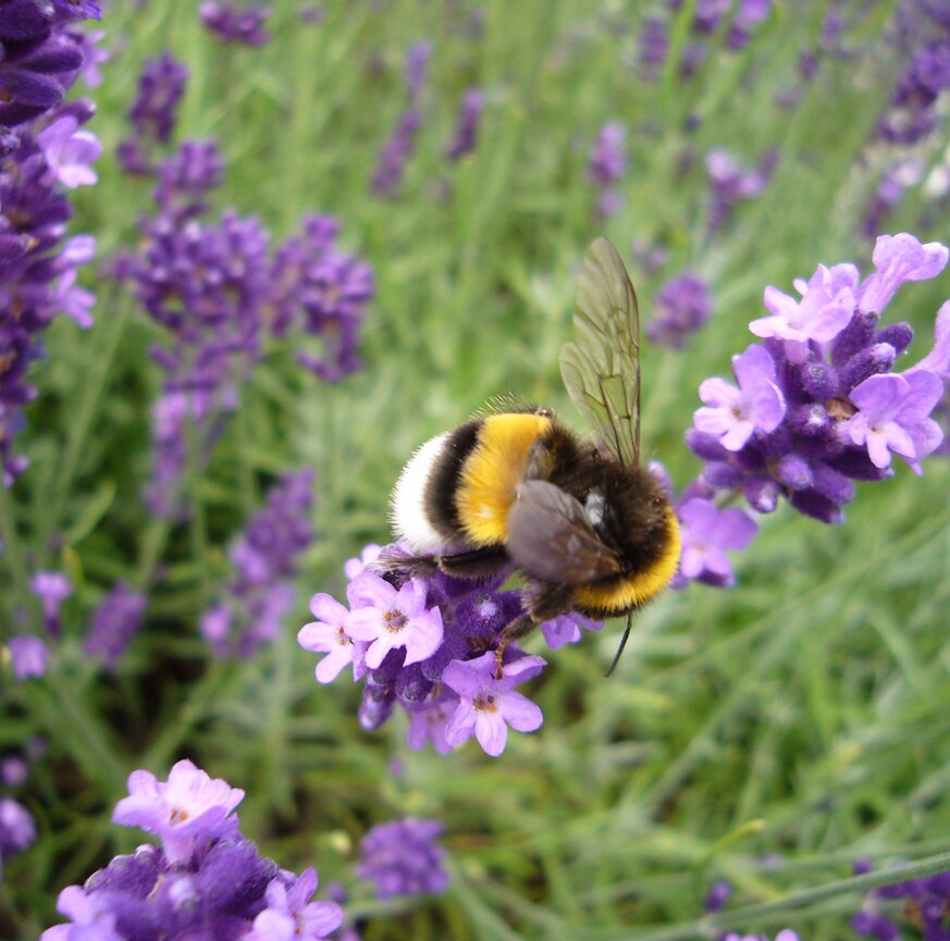 Hummel auf Lavenedelblüte
