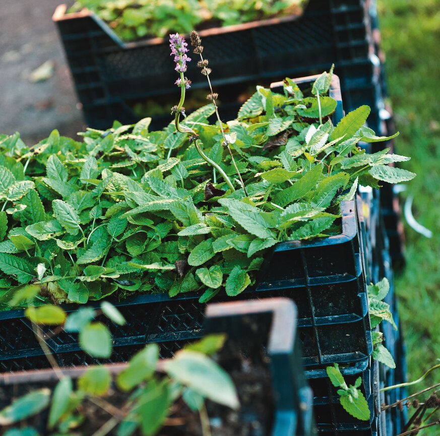 Kräuterpflanzen in Körben