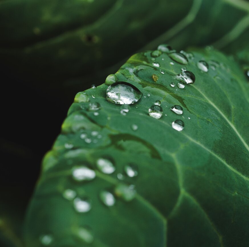 Nahaufnahme grünes Blatt mit Regentropfen