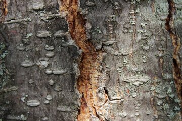 Baumstruktur Nahaufnahme