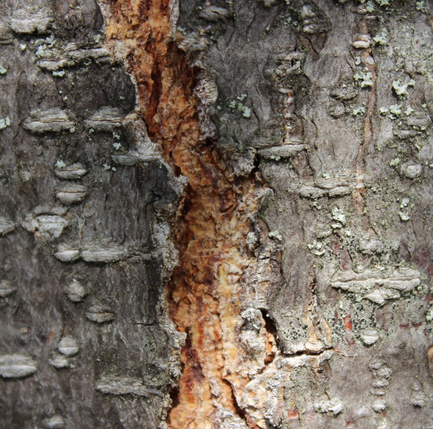 Baumstruktur Nahaufnahme