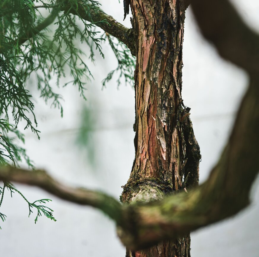Baumstruktur beim Stamm bei einem alten Baum