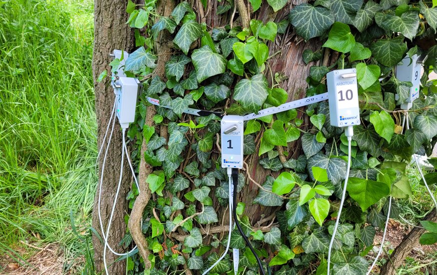 Baummessungen am Stamm