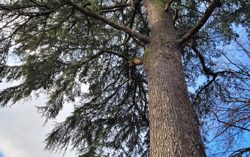 Alter Baum im Kronenbereich