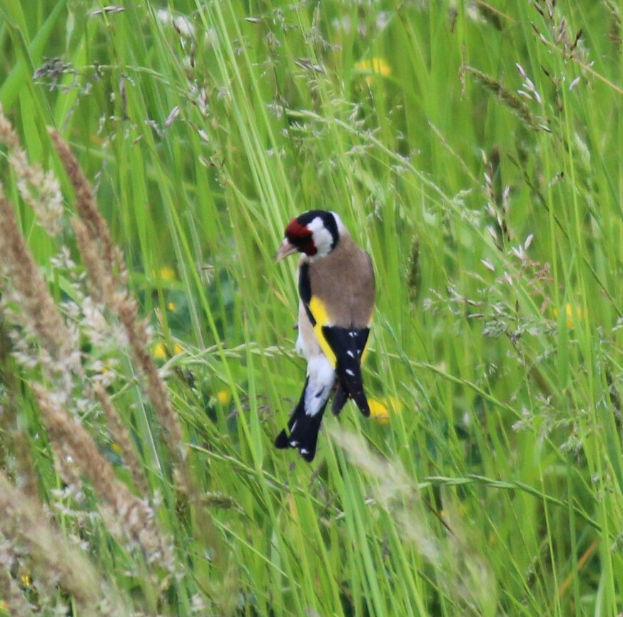 Einheimischer Vogel auf einer Gräserwiese