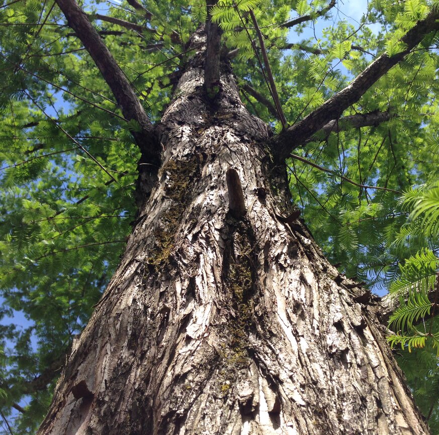 Alter Mammutbaum auf einem Firmenareal
