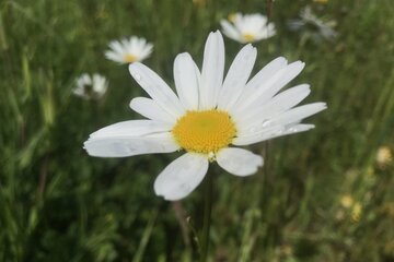 Einheimische Blütenstauden