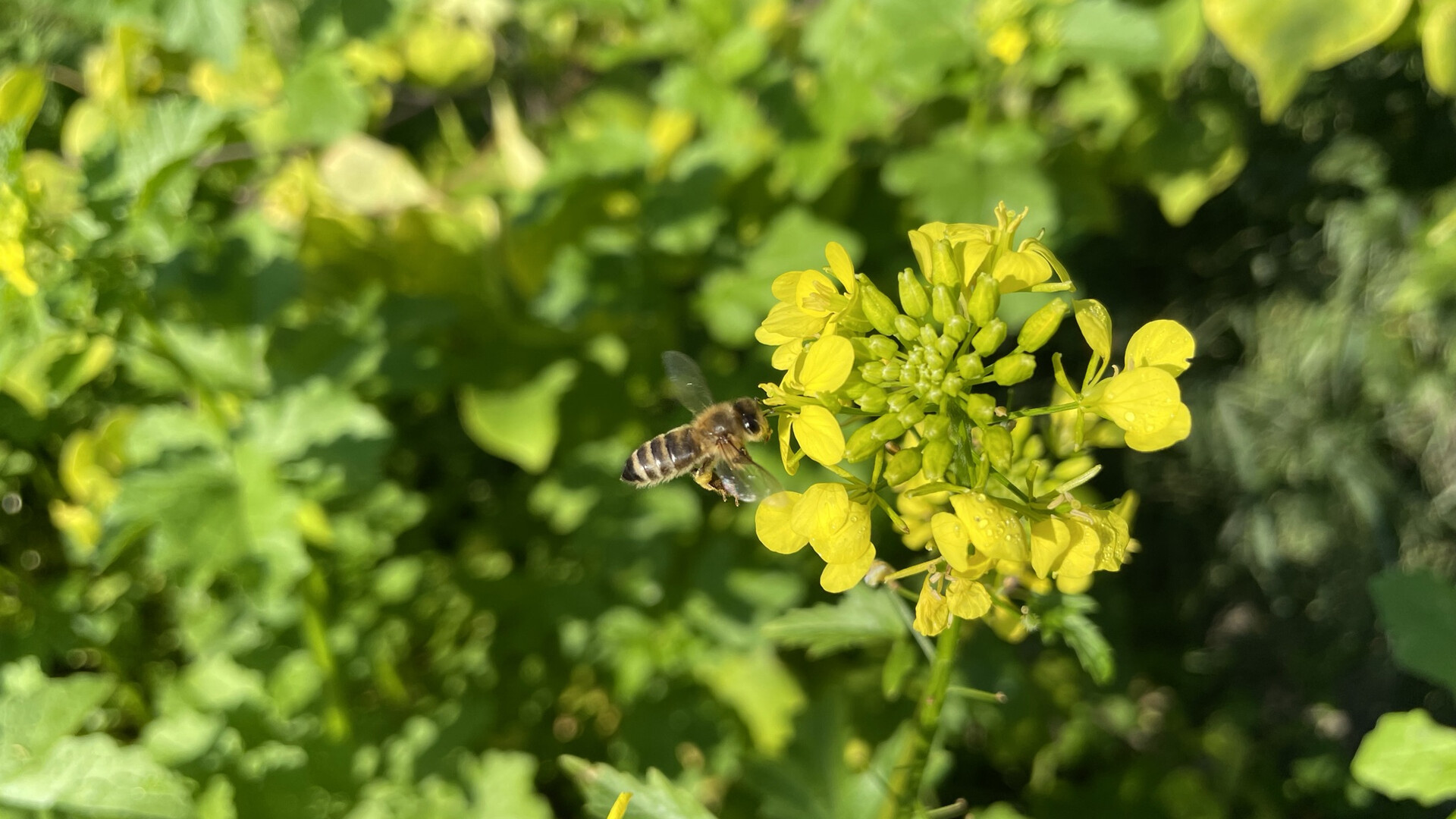 Biene auf einer Blüte