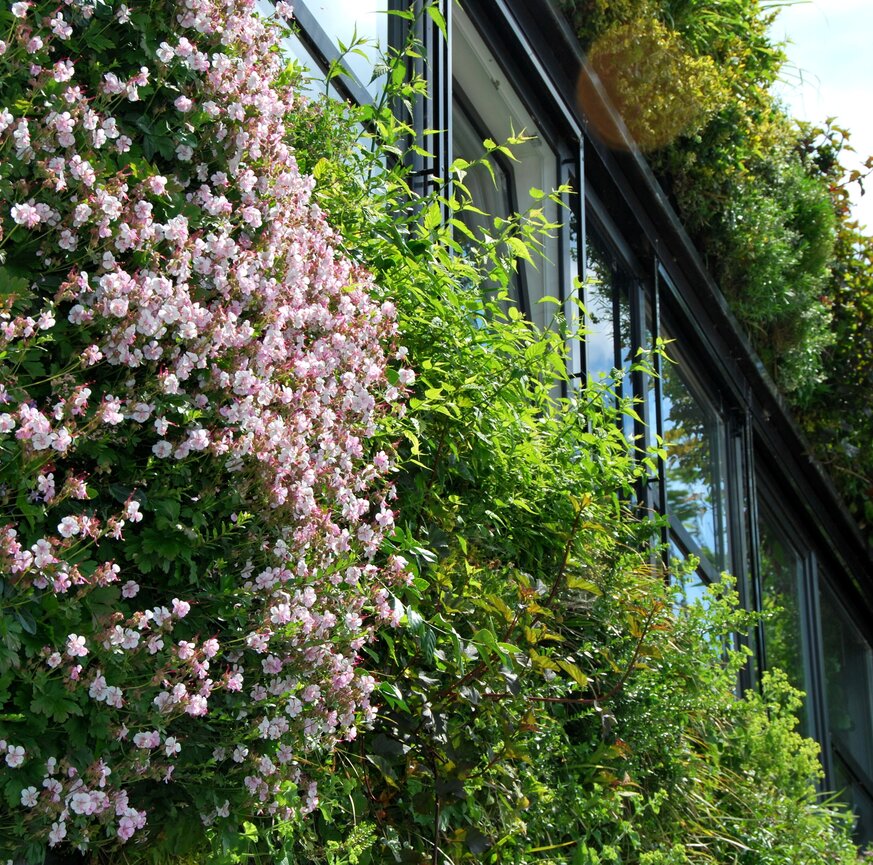 Fassadenbegrünung eines Bürogebäudes