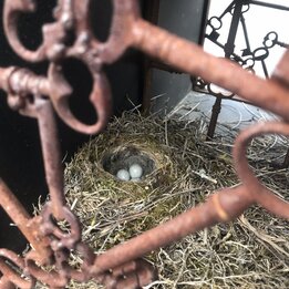 Biodiversität im Garten