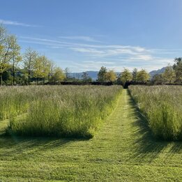 Wiesenfläche einer naturnah gestalteten Fläche