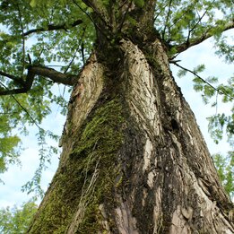 Mammutbaum im Gartenpark