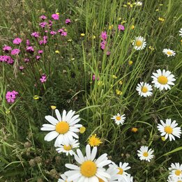 Blumenwiese mit einheimischen Arten
