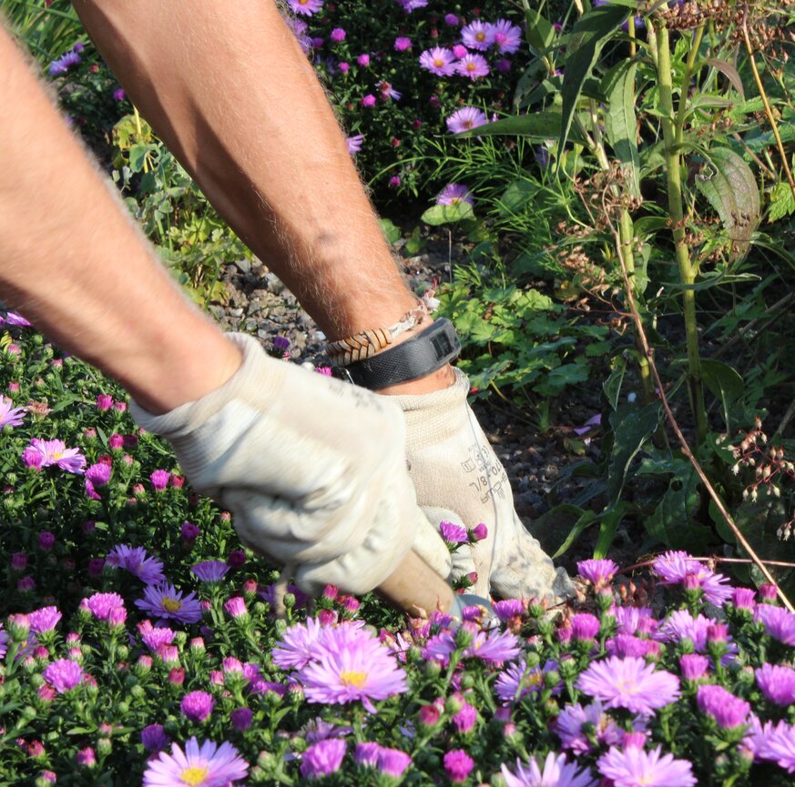 Pflege einer Pflanzfläche