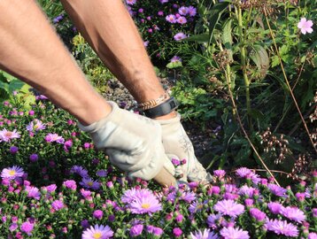 Pflegearbeiten in einer Staudenfläche